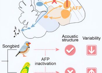 Parrots and songbirds have evolved distinct brain mechanisms, study finds
