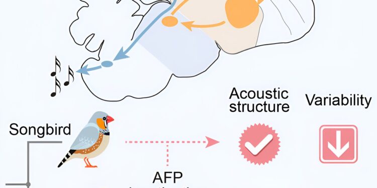 Parrots and songbirds have evolved distinct brain mechanisms, study finds