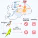 Parrots and songbirds have evolved distinct brain mechanisms, study finds