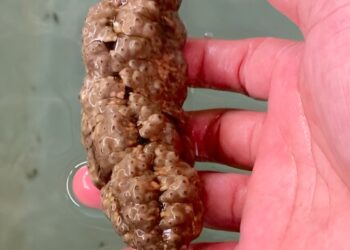 Philippine sea cucumber study shows it may have biomedical applications