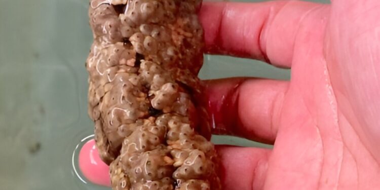 Philippine sea cucumber study shows it may have biomedical applications