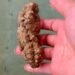 Philippine sea cucumber study shows it may have biomedical applications