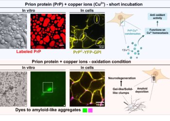Prion protein orchestrates liquid-liquid phase separation with copper