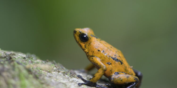 Protein allows poison dart frogs to accumulate toxins safely, study finds