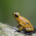 Protein allows poison dart frogs to accumulate toxins safely, study finds