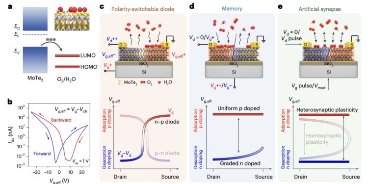 Reconfigurable molybdenum ditelluride devices with multiple functions