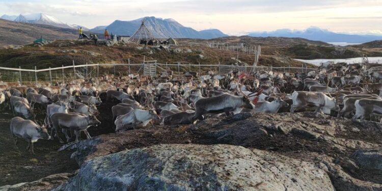 Reindeer sleep by ruminating, a strategy that could help them in summer
