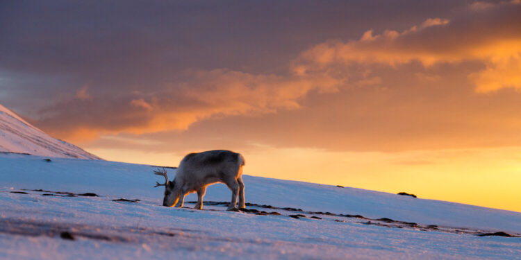 Reindeer vision may have evolved to spot their favorite food in the snowy darkness of winter