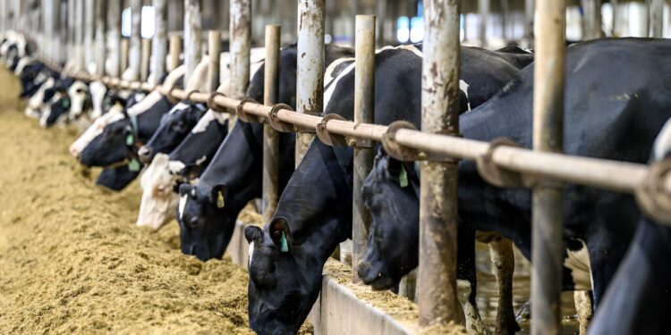 Removing manure with a special electrode promises an effective method for producing fertilizers and other chemicals