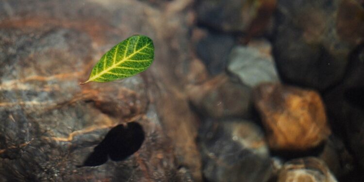 Research finds Caribbean islands particularly susceptible to flash droughts