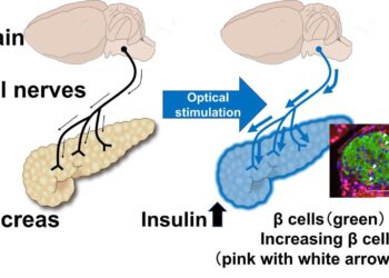 Research finds that stimulating nerves connected to the pancreas can regenerate insulin-producing cells
