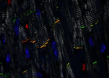 Research lays foundation for promising new gene therapy approach for genetic heart disease: clinical trials imminent