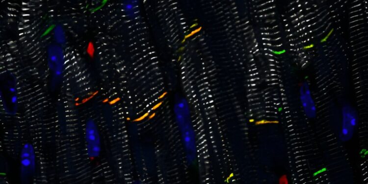 Research lays foundation for promising new gene therapy approach for genetic heart disease: clinical trials imminent