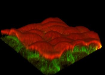 Research reveals how filament interactions affect cellular networks