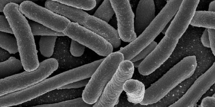 Research team develops polymers capable of killing bacteria