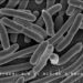 Research team develops polymers capable of killing bacteria