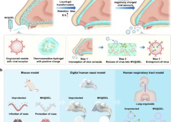 Researchers develop new intranasal mask to protect airways from viral aerosols