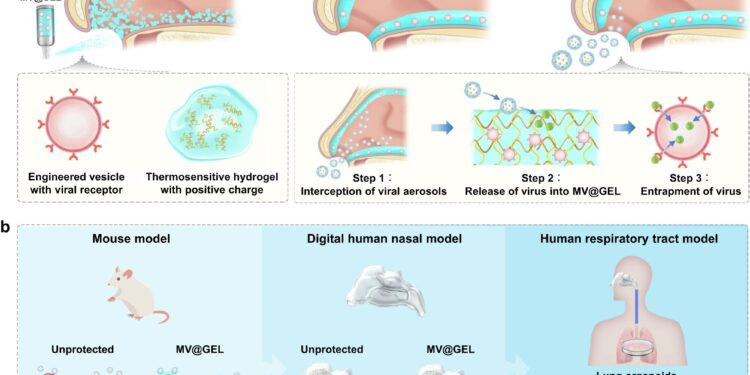 Researchers develop new intranasal mask to protect airways from viral aerosols