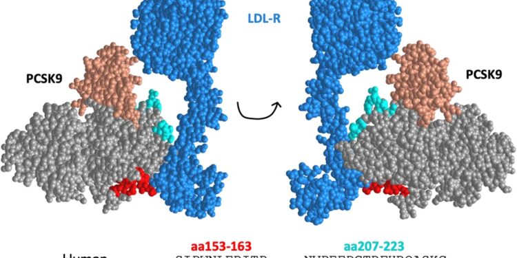 Researchers develop vaccine to lower cholesterol