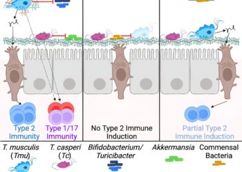Researchers discover a great diversity of protists in the Parabasalia phylum in mice and humans