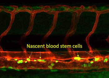 Researchers discover crucial step in creating blood stem cells
