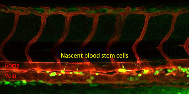Researchers discover crucial step in creating blood stem cells