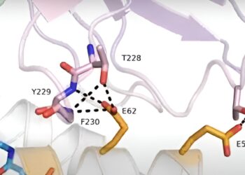 Researchers discover deep links in structural biology that help improve CAR therapy