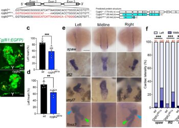 Researchers discover for the first time a link between a hemoglobin-like protein and normal heart development