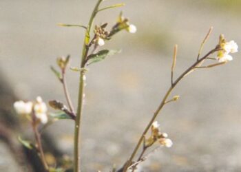 Researchers fill remaining gaps in Arabidopsis genome sequence