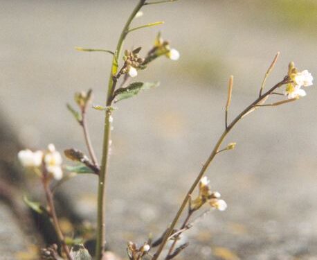 Researchers fill remaining gaps in Arabidopsis genome sequence