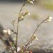 Researchers fill remaining gaps in Arabidopsis genome sequence