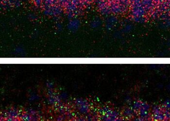 Researchers identify traces of trauma in the young brain and suggest how to erase them