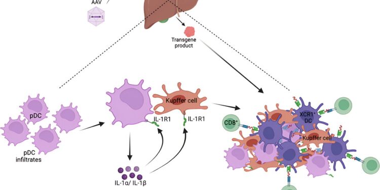 Researchers reveal unexplored liver-driven pathway in immune responses in gene therapy