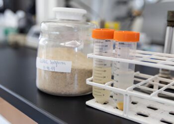 Scientists engineer bacteria to make two valuable products from plant fibers