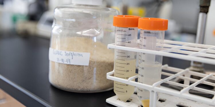 Scientists engineer bacteria to make two valuable products from plant fibers