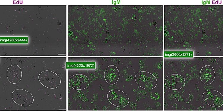 Scientists navigate uncharted waters in fish immunology research