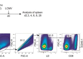 Scientists solve 18-year-old mystery and find once-elusive source of critical T-cell population