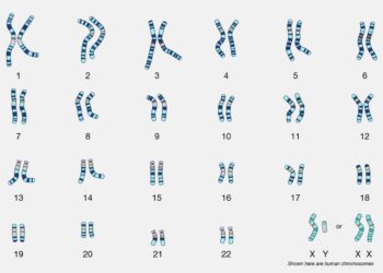 Sex chromosomes are responsible for more than just sex determination, study finds