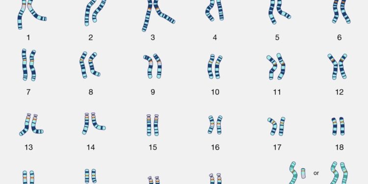 Sex chromosomes are responsible for more than just sex determination, study finds