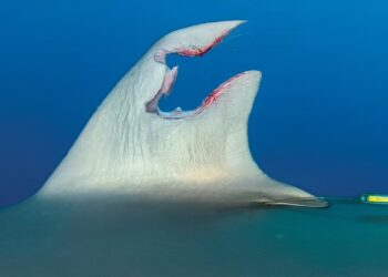 Silky shark observed with regrown fin after significant injury