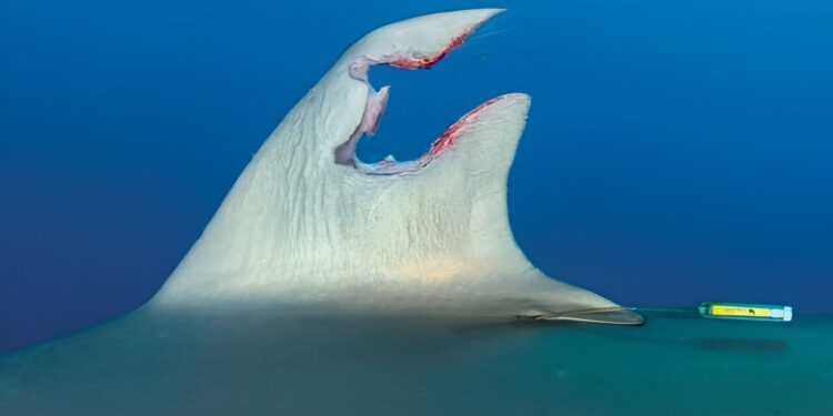 Silky shark observed with regrown fin after significant injury