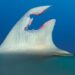 Silky shark observed with regrown fin after significant injury