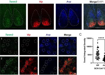 Study identifies ‘visual system’ protein for circadian rhythm stability