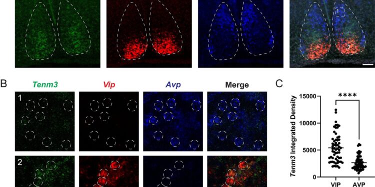 Study identifies ‘visual system’ protein for circadian rhythm stability