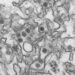 Study reveals Zika transformation machinery and possible vulnerability