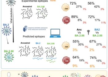 Study shows T cells can fight new SARS-CoV-2 variant ‘Pirola’
