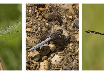 Study shows dragonfly color changes throughout the year