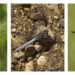Study shows dragonfly color changes throughout the year