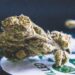 Study shows increase in psychiatric disorders linked to increased cannabis use