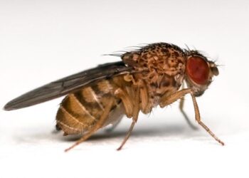 Study shows obese flies live longer on diet, at all ages